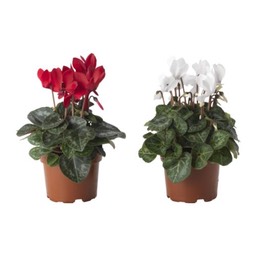 cyclamen-potted-plant